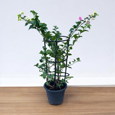 Bougainvillea 4 Sticks in 4 Colors Plant